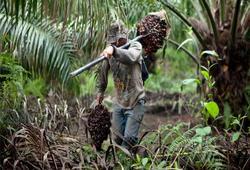 Palm oil plantation workforce